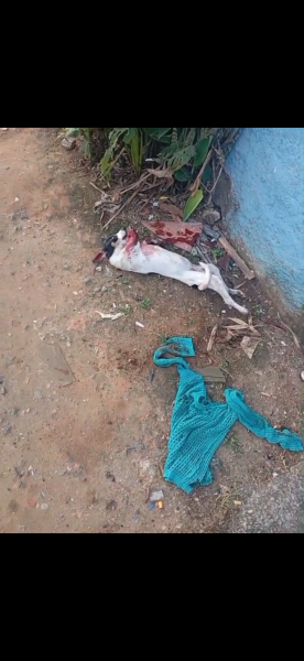 Cãozinho atropelado