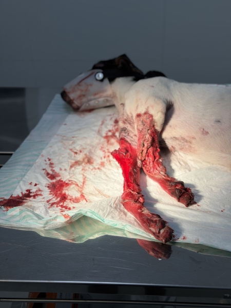 Cãozinho atropelado