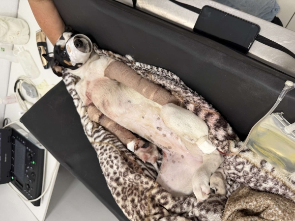 Cãozinho atropelado