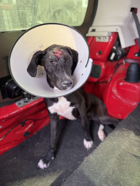 Lavínia com cinomose :(