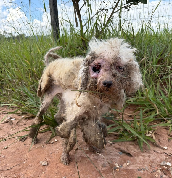 Poodle comido vivo