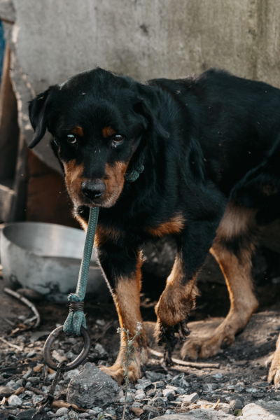 Rott comido vivo