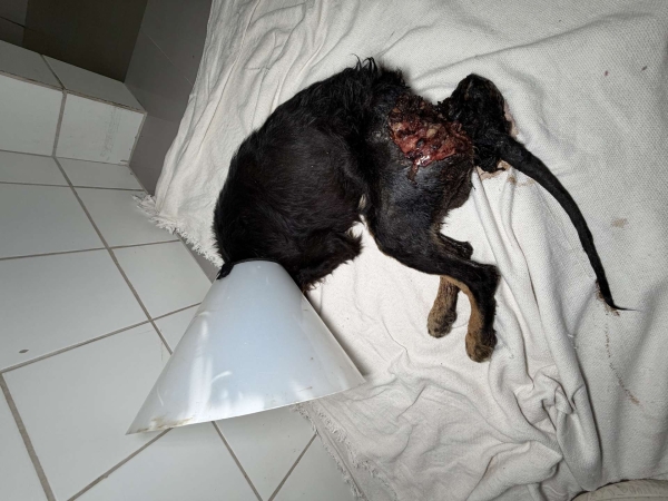 cãozinho atacado
